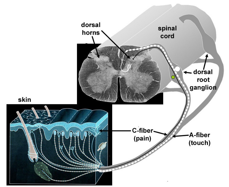 A dor não é sofrimento